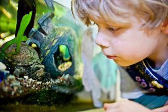 
		Kleiner Junge schaut Fische im Aquarium an
	