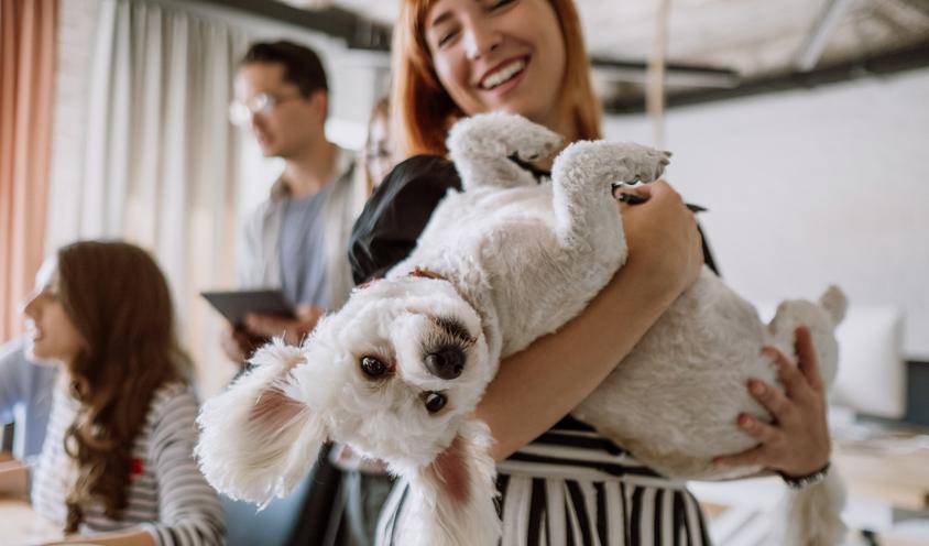 Auch Hunde kehren zurück ins Büro