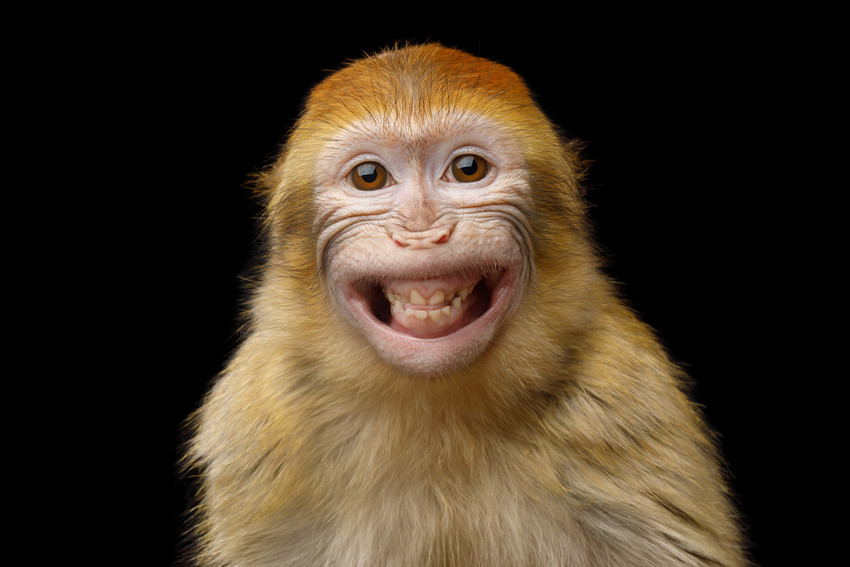 Ein Affe lächelt