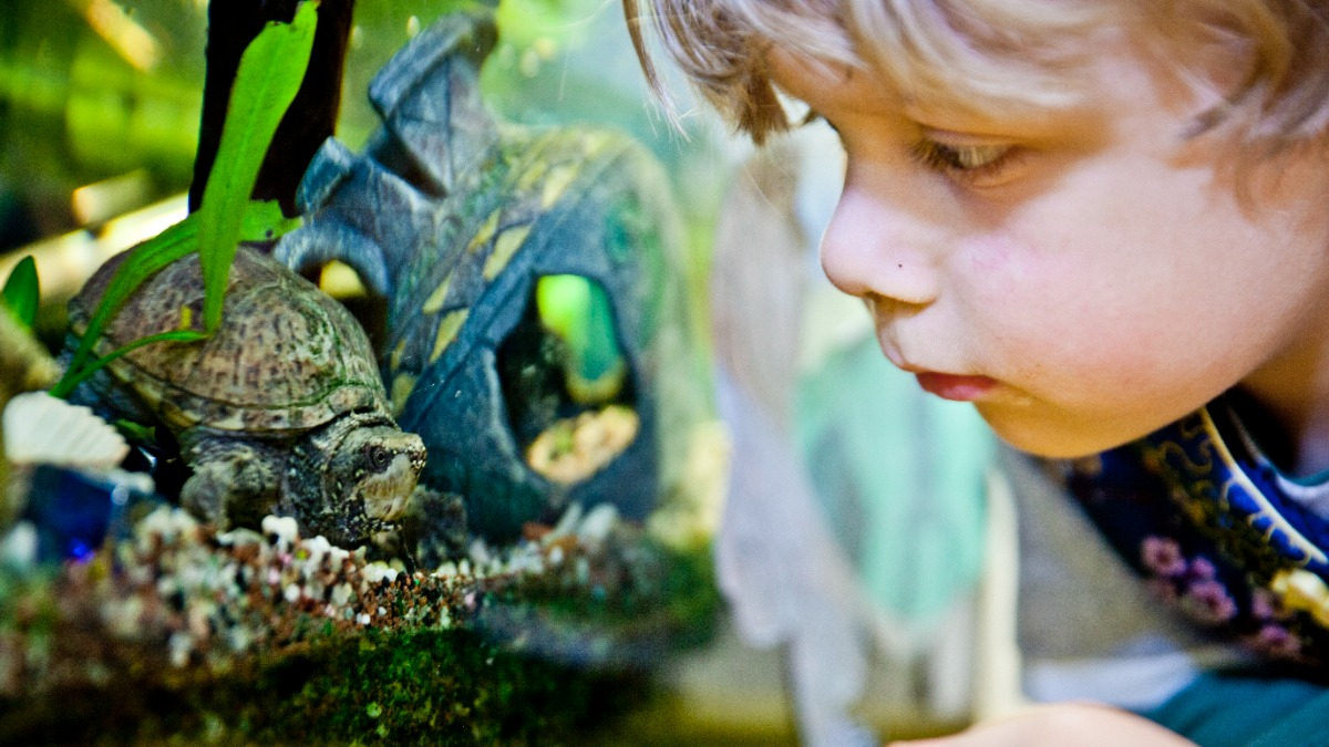 Kleiner Junge betrachtet eine Schildkröte im Terrarium