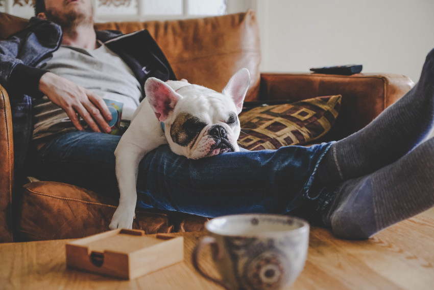 Mann verbringt einen faulen Nachmittag mit seinem Hund, einer französischen Bulldogge