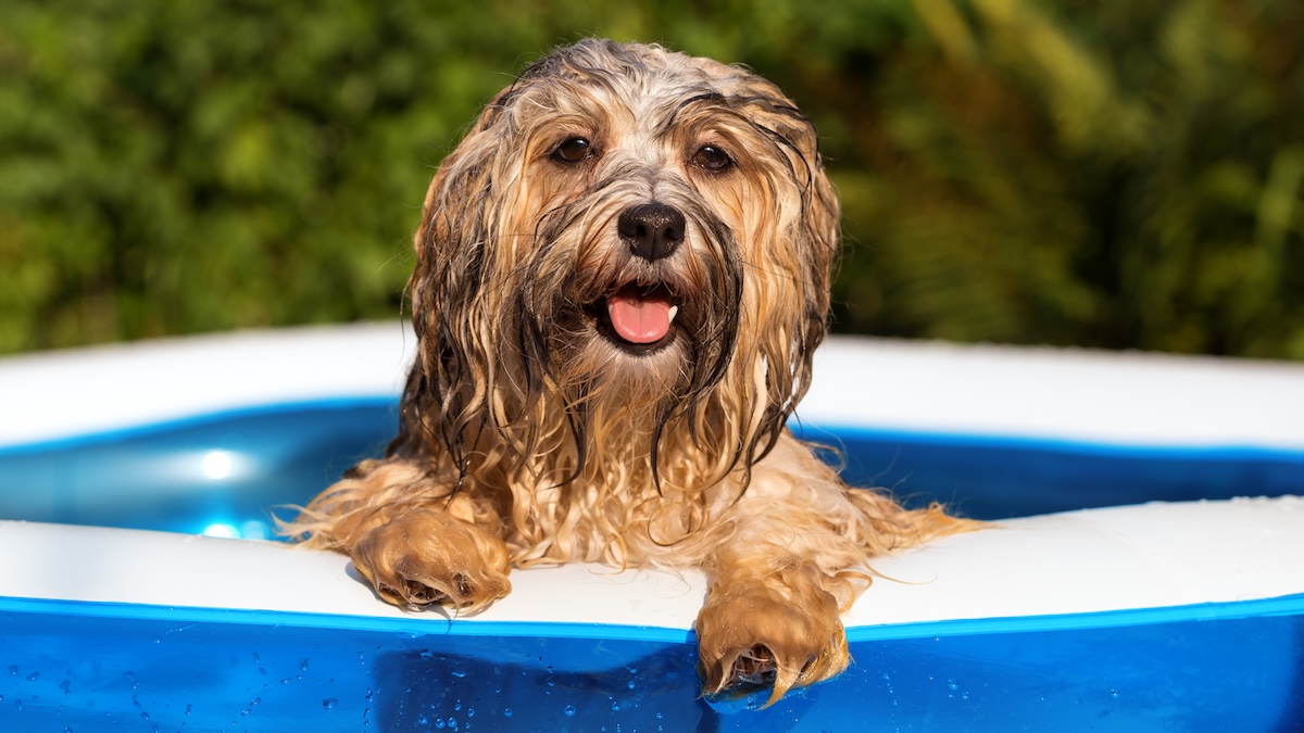 Nasser Hund im Pool