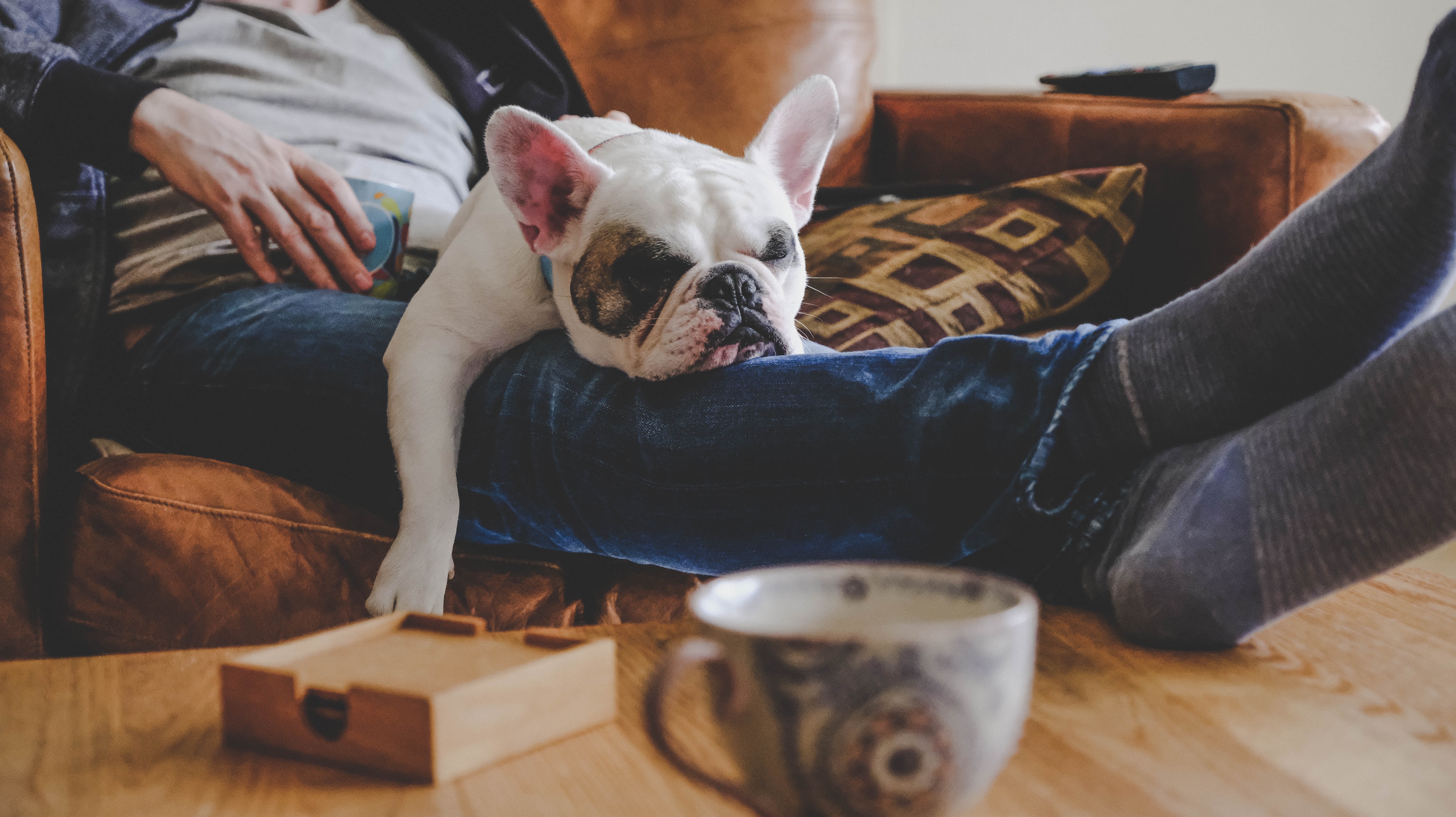 Mann verbringt einen faulen Nachmittag mit seinem Hund, einer französischen Bulldogge